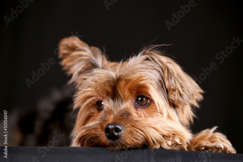 Photography Yorkie dog