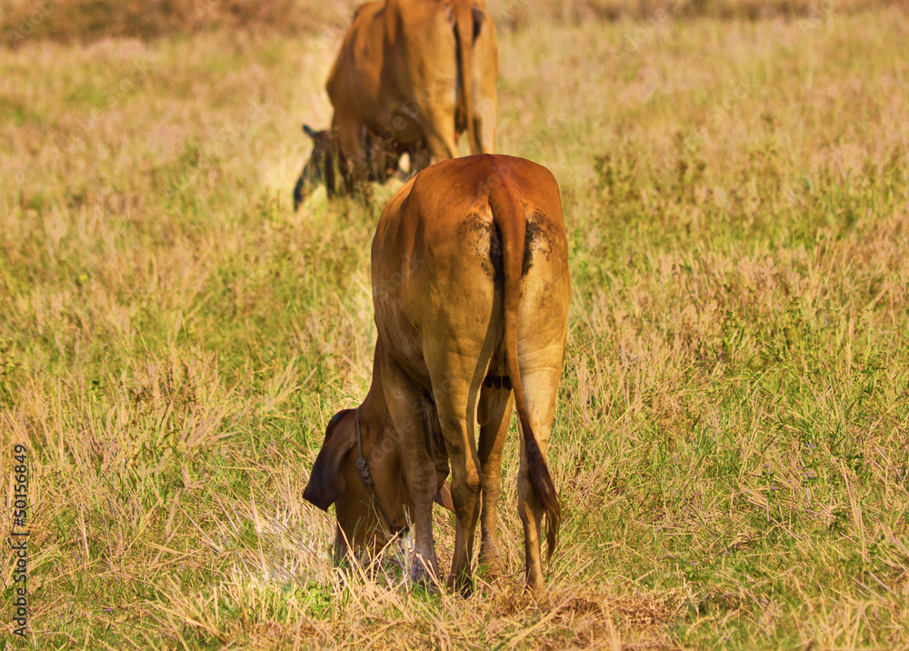 Fototapeta premium Brown cow in the farmland