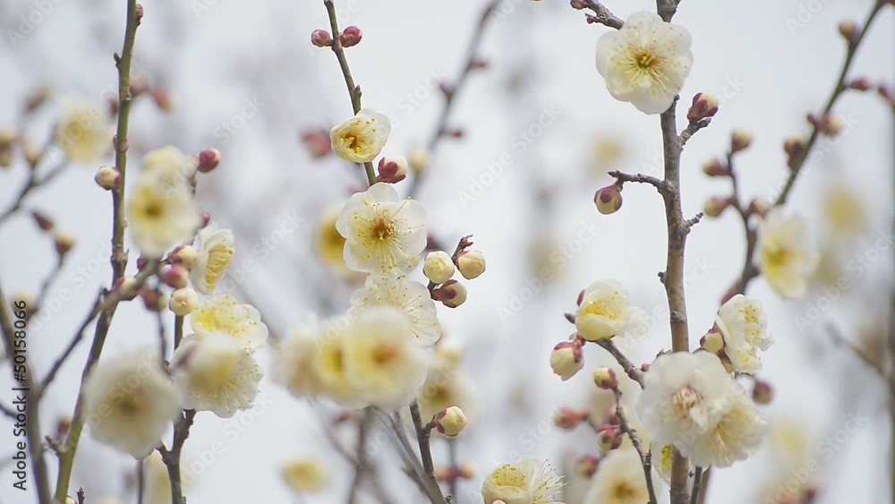 Flowers of White Plum in Koganei park,Tokyo,Japan Flowers of White Plum in Koganei park,Tokyo,Japan
