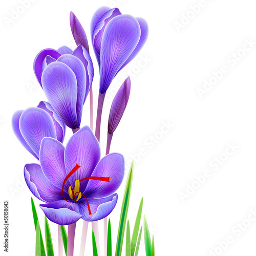 Crocus