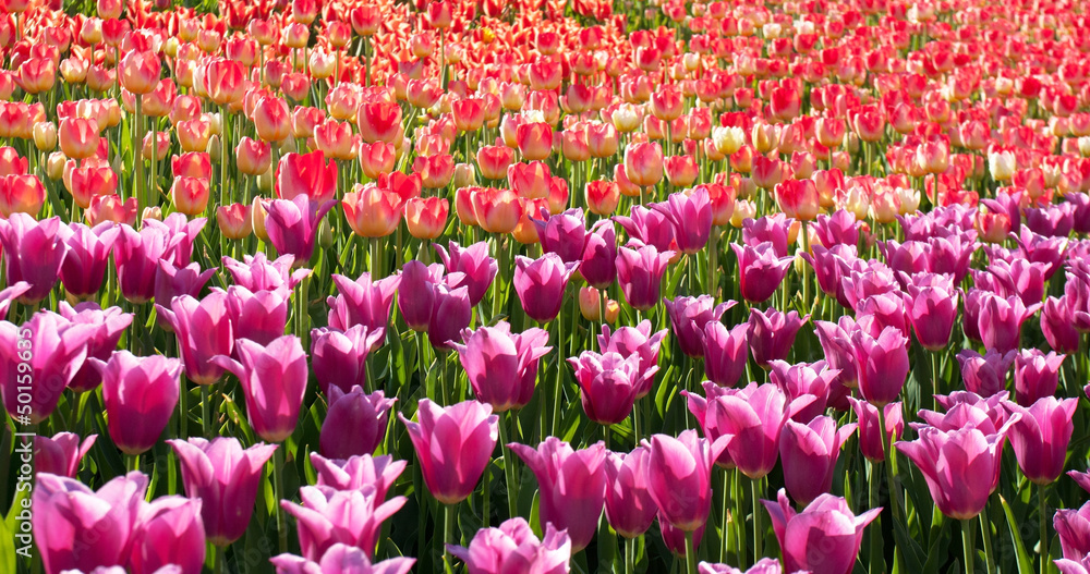 flower tulips