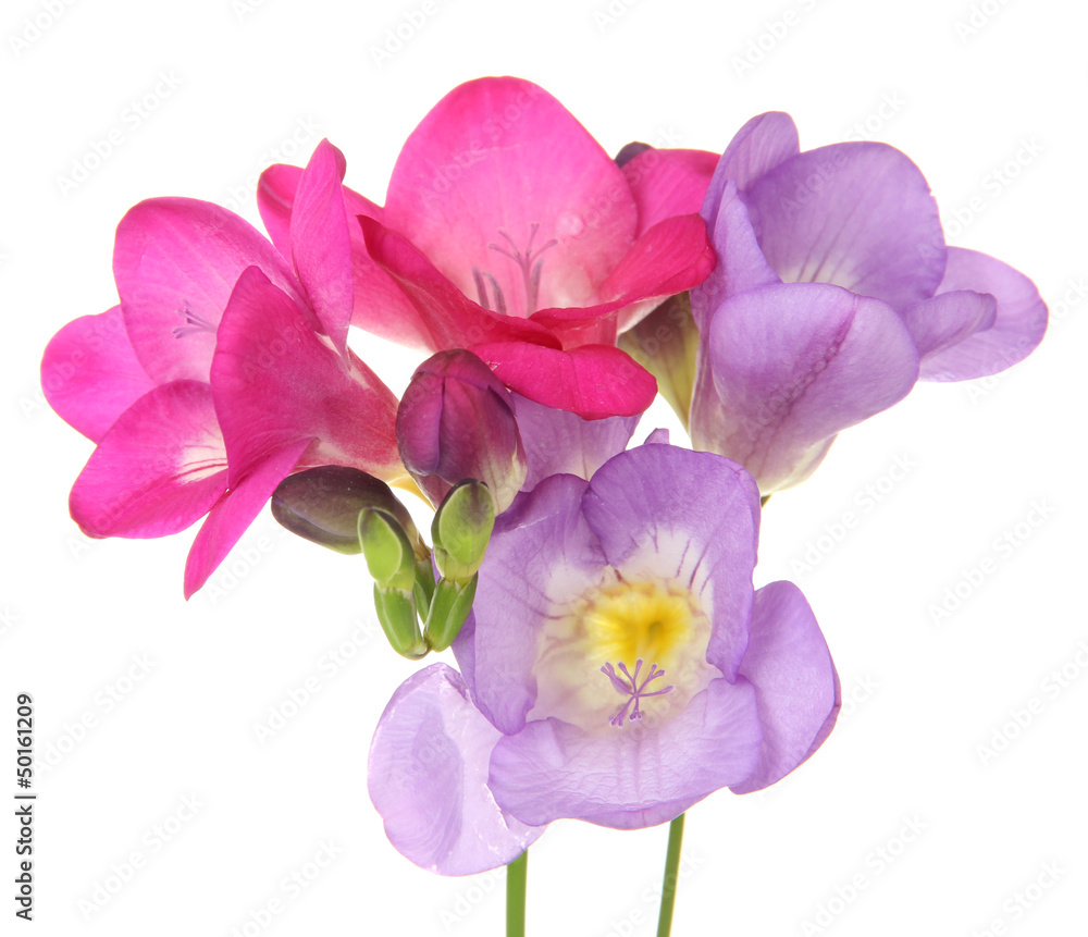 Bouquet of freesias flower, isolated on white Bouquet of freesias flower, isolated on white