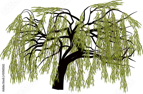 green willow tree isolated on white