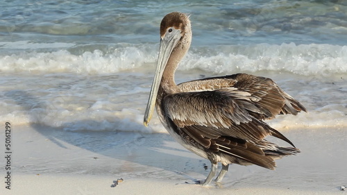 Pelican on the beach. Tulum, Mexico. photo