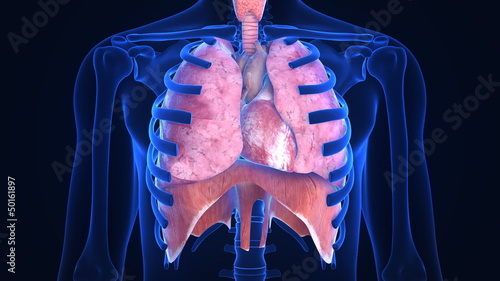 X-ray scanner of human lugs. Loop-ready