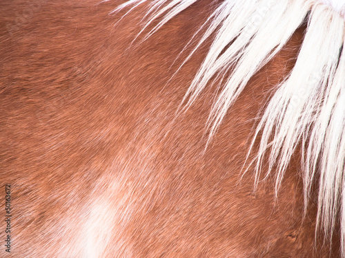 Fotografie Pferde Detail 94, Fell und Mähne, seitlich von vorne