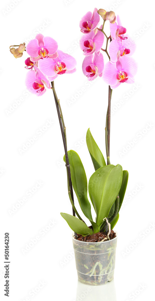 Gentle beautiful orchid in flowerpot isolated on white Gentle beautiful orchid in flowerpot isolated on white