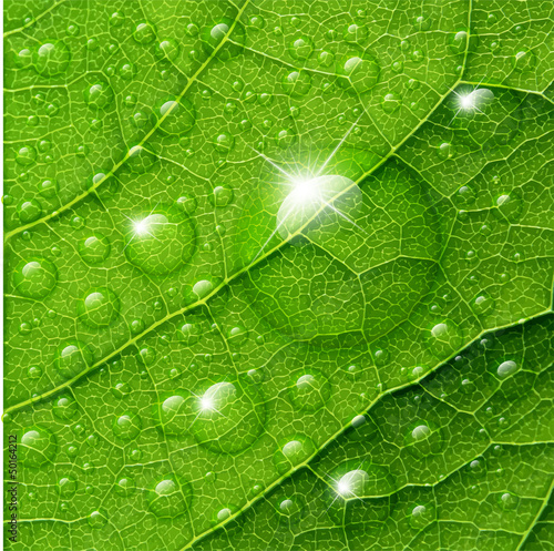 Vector water drops on green leaf macro background.