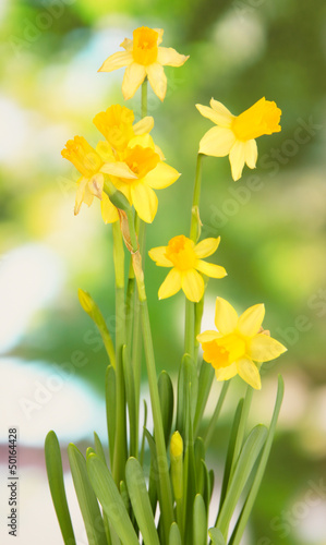 Fototapeta Naklejka Na Ścianę i Meble -  Beautiful yellow daffodils on green background