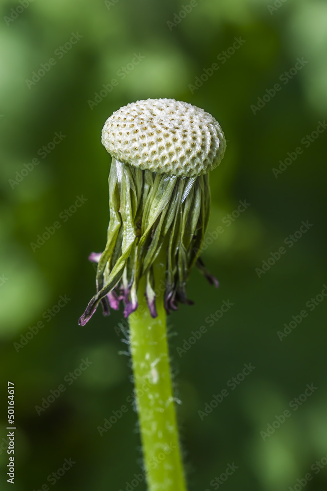 Dandelion Dandelion