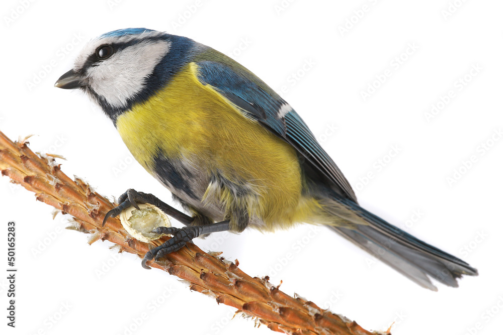 Fototapeta premium caeruleus titmouse