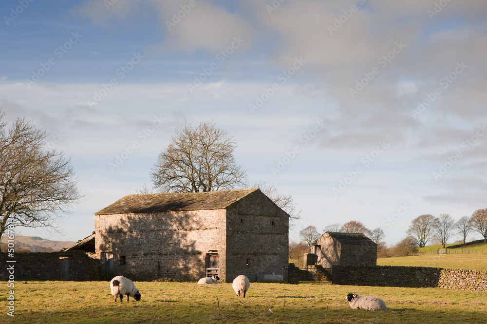 Fototapeta premium Typical stone barn and sheep in Yorkshire Dales England