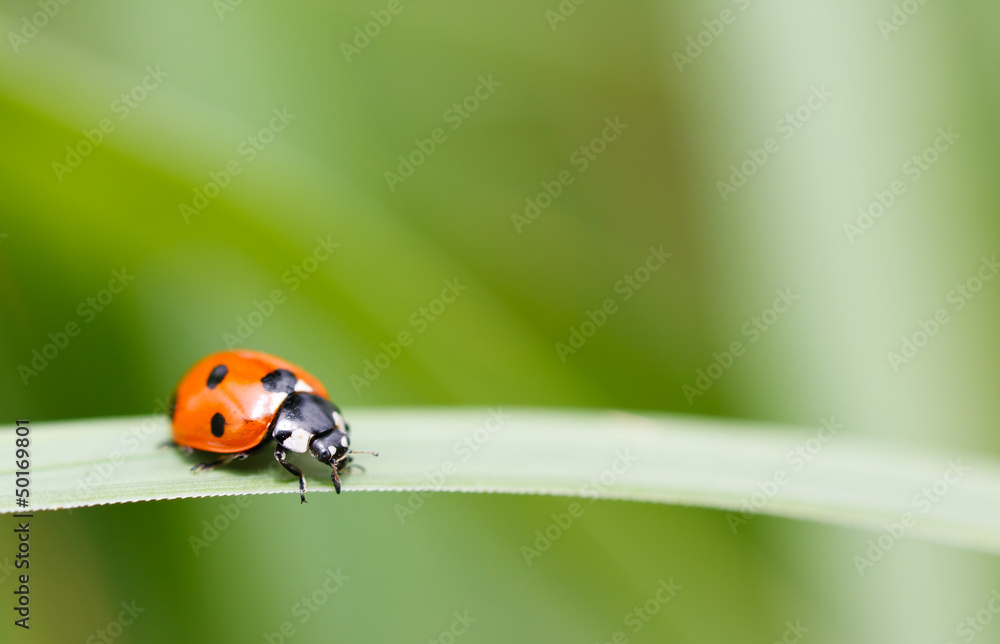 Fototapeta premium Seven spot ladybird