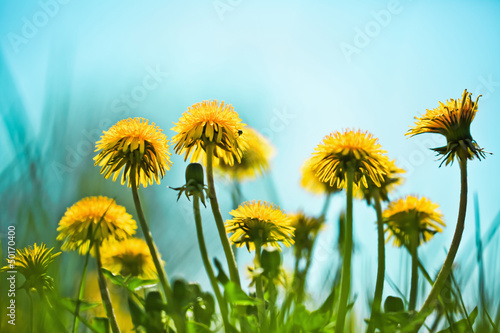 Spring dandelions