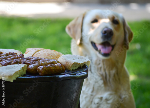 Dog waiting for barbecue