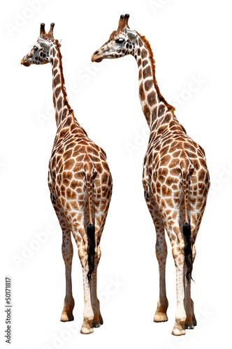 Giraffes isolated