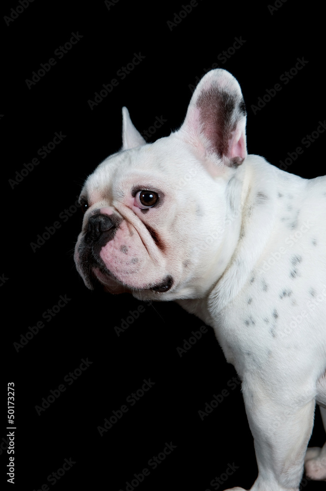 Sad looking french bulldog