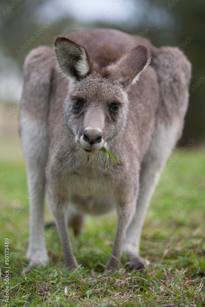 Kangaroo in Hunter Valley, New South Wales