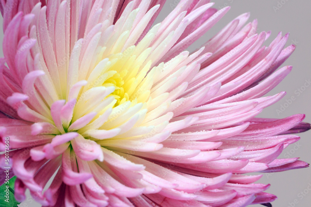 Fototapeta premium Pink flower