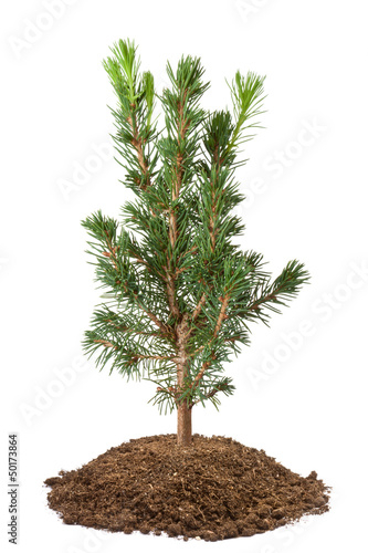 Young spruce sapling