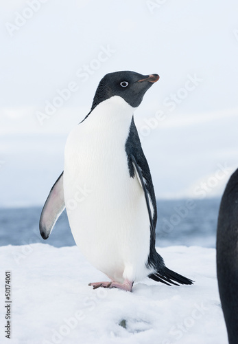 Adelie penguin standing on a ski slope.