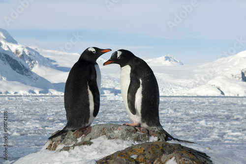 Canvas Print Male and female Gentoo penguins on the slope.