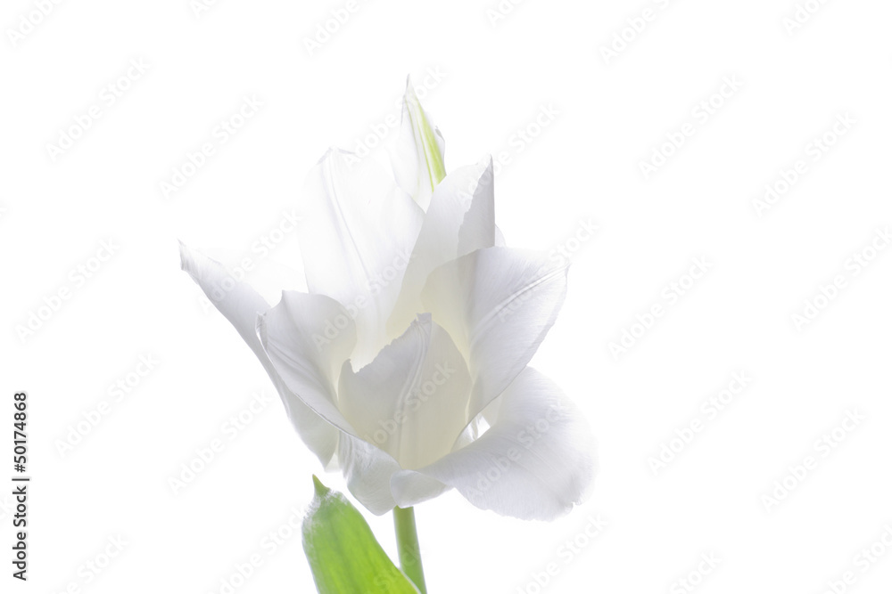 white tulip