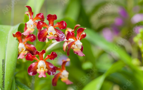 The Rhynchostylis orchid are blooming in the farm