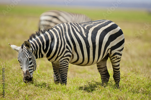 Zebra grazing © Fabio Lotti