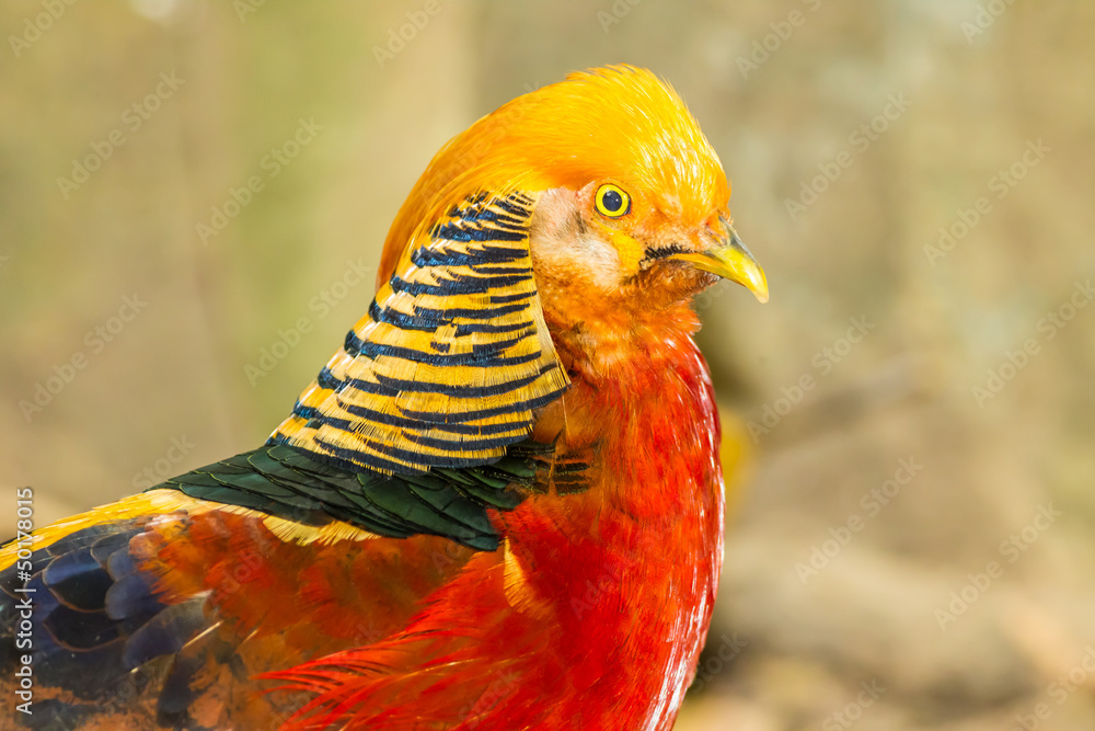 The portrait of Golden Pheasant The portrait of Golden Pheasant