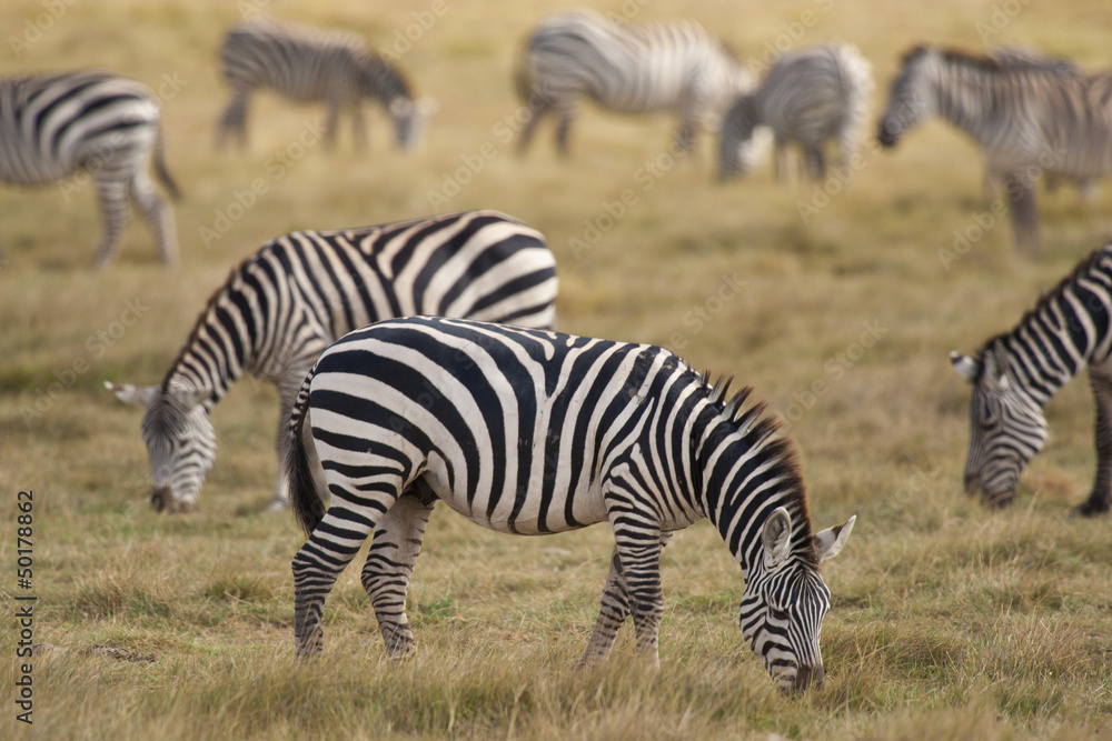 Fototapeta premium Zebra grazing