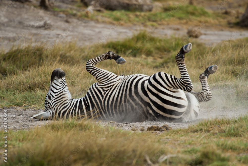 Fototapeta premium Young Zebra lying down on the Back