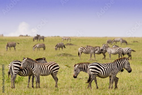 Group of Zebras in the Savannah