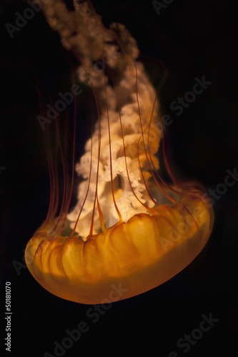 Jellyfish floating upside down