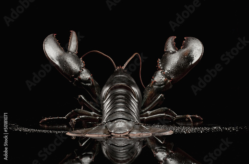 Close up of black lobster photo