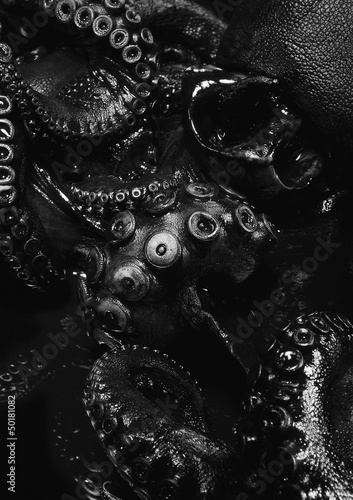 Close up of black octopus photo