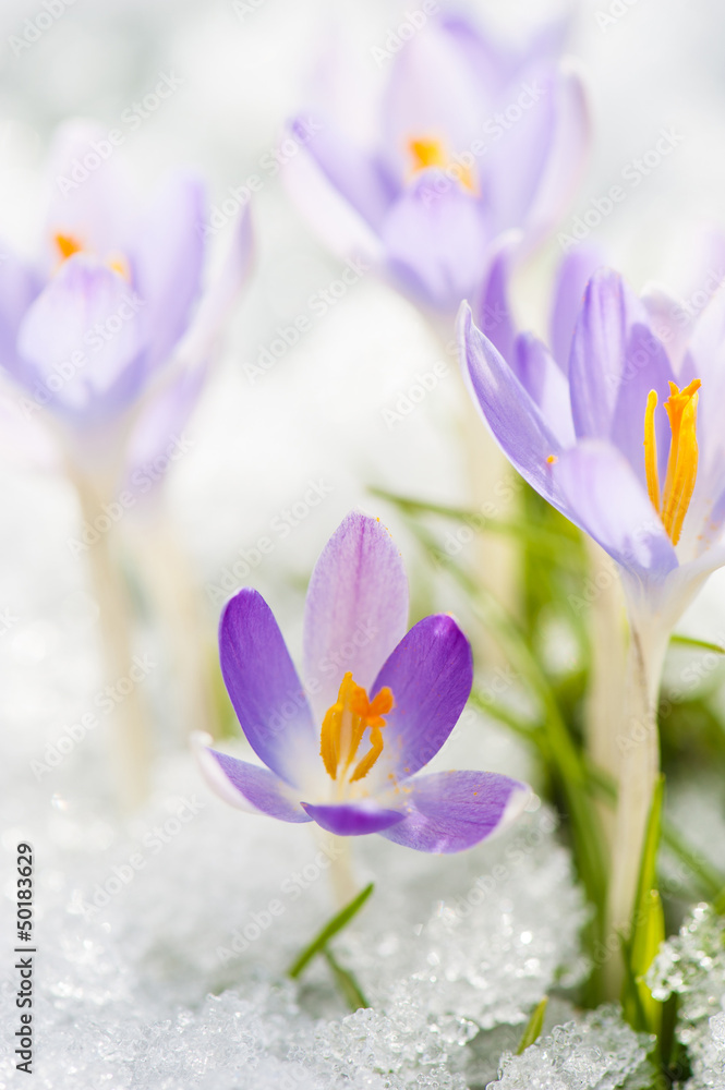 Fototapeta premium Krokusse