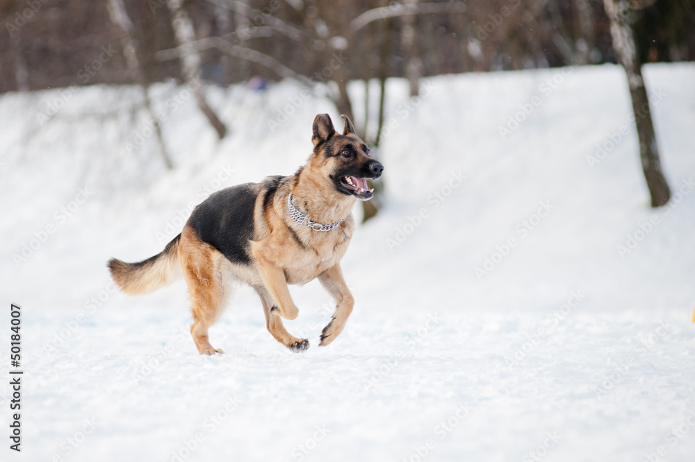 german shepherd running in winter
