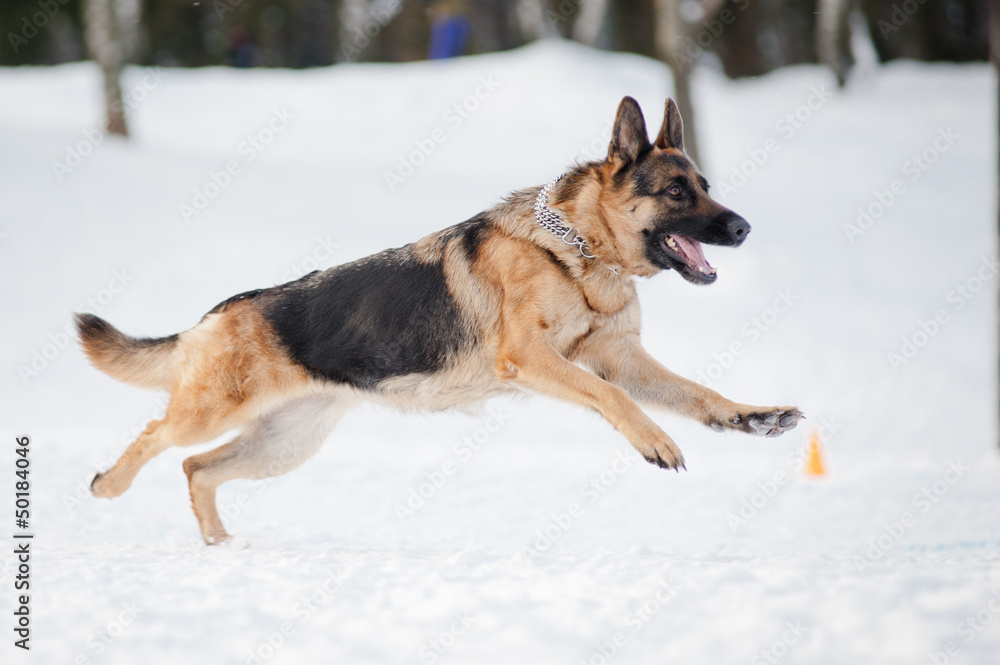 german shepherd running in winter german shepherd running in winter