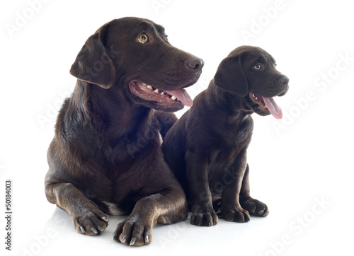 labrador retriever, adult and puppy