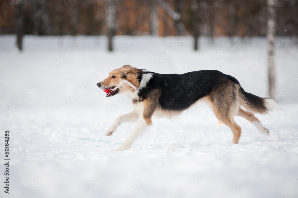Border collie dog running with toy in winter
