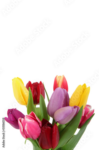 Tulpen