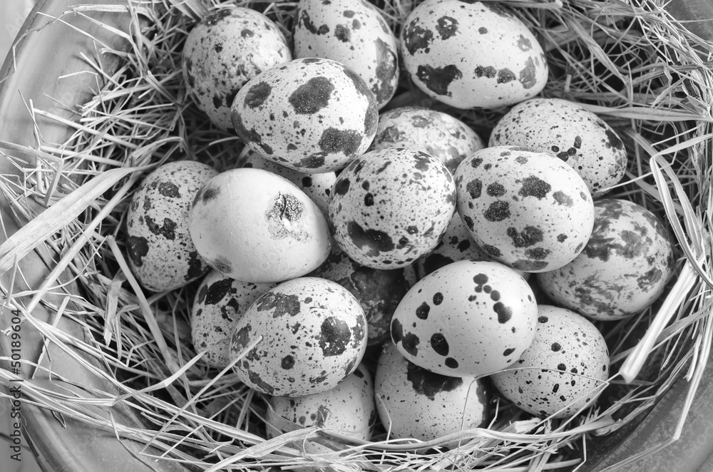 raw guail eggs raw guail eggs