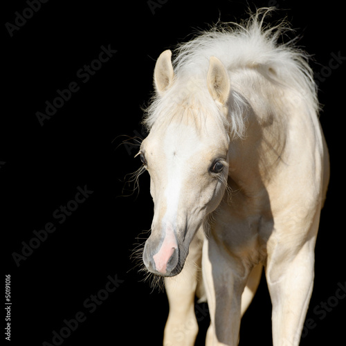 Newborn horse baby, Welsh pony foal isolated on black