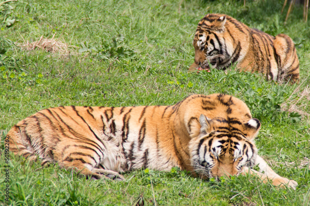 Tiger Tiger