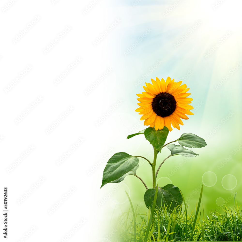 Fototapeta premium green natute background