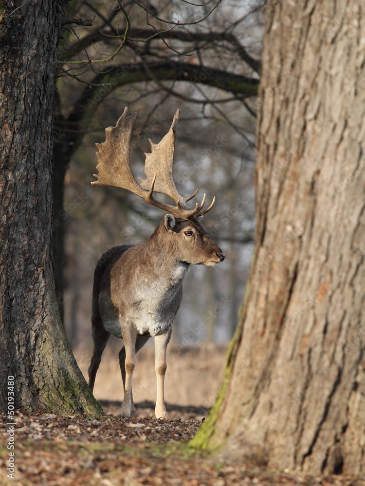 The Fallow Deer (Dama dama) - end of winter. The Fallow Deer (Dama dama) - end of winter.