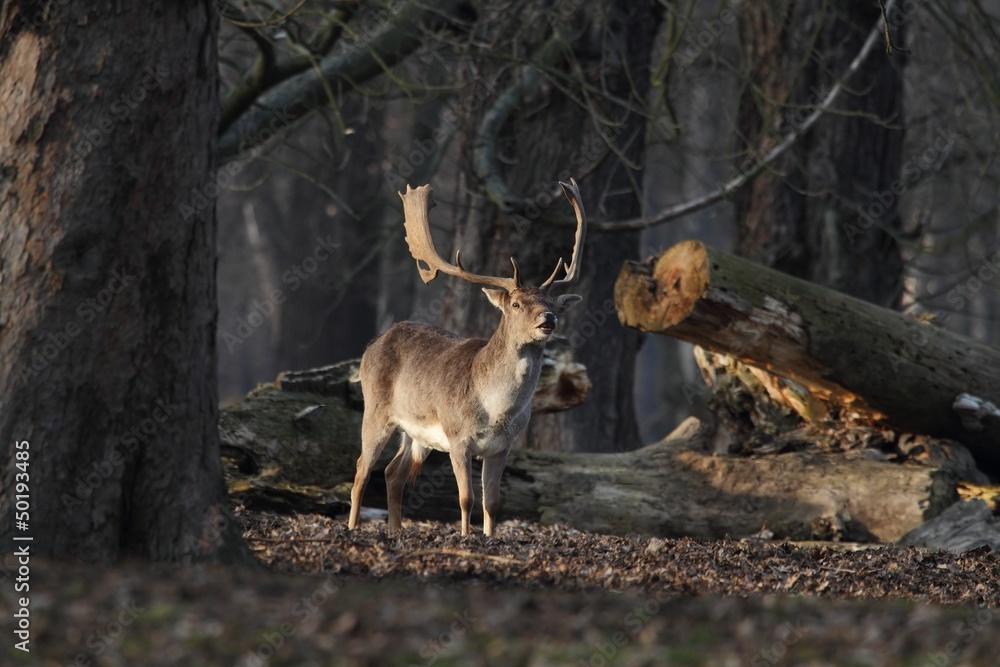 The Fallow Deer (Dama dama) - end of winter. The Fallow Deer (Dama dama) - end of winter.