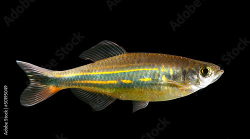 Malabar danio © mikhailg