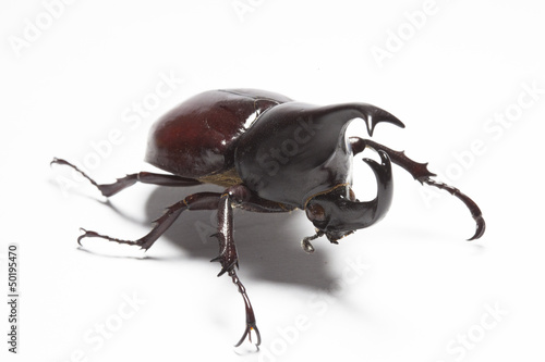 Rhinoceros beetle © filipesso